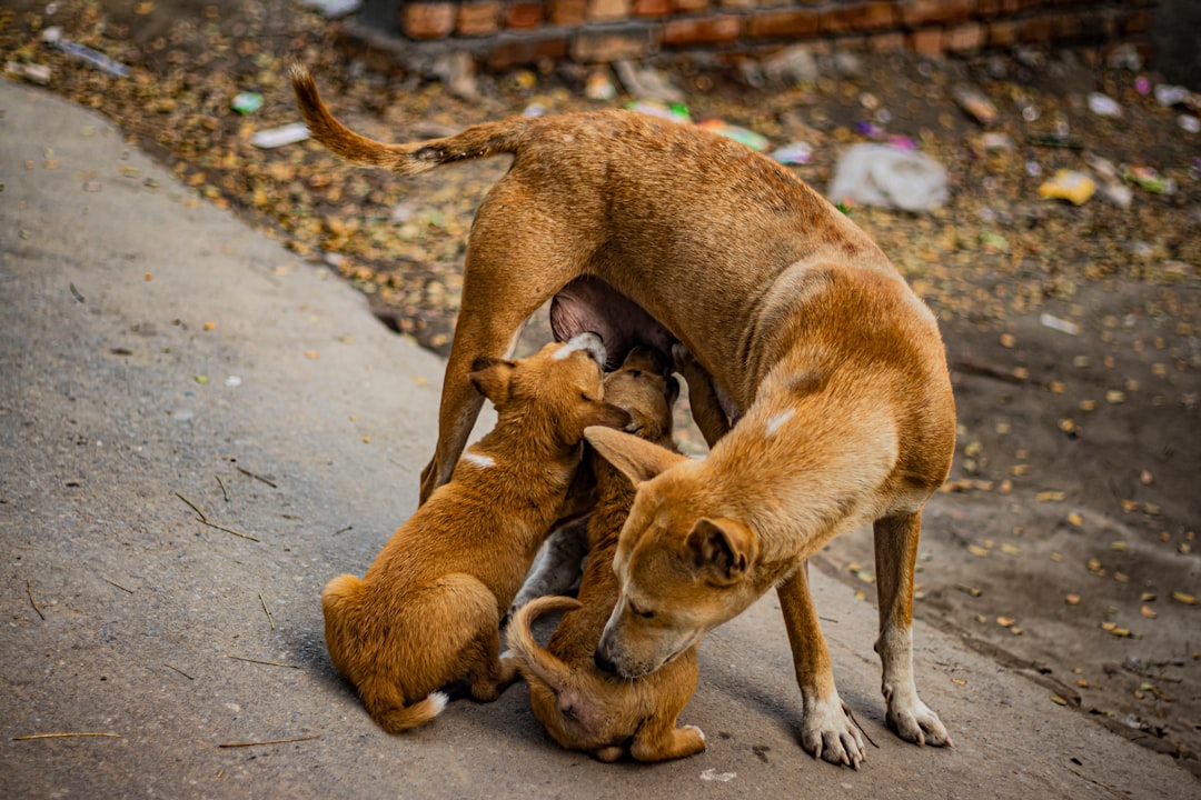 Photo Breastfeeding: Latching